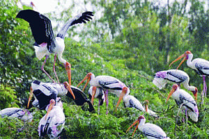 Air pollution threatens Delhi's wildlife havens