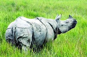 Rhino killed, poacher shot dead in Kaziranga