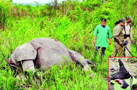 DNA indexing of rhinos to stop poaching in Assam
