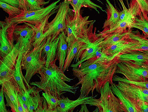 Mature liver cells can turn into stem cells!