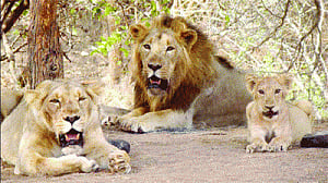 Gir National Park to remain closed till Oct 15