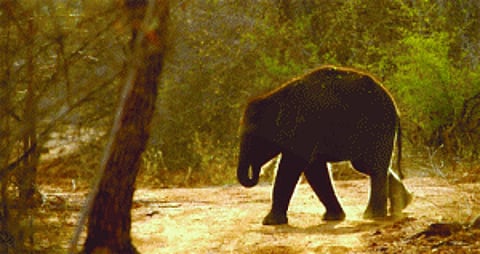 Saravanan doing a Veerappan in K'taka forests