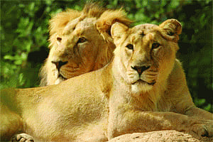 MP forest dept trying to expand Kuno sanctuary