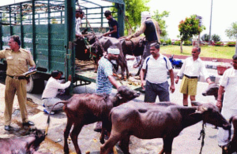 Headed for the butcher, cattle rescued from rustlers