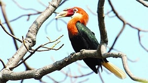 'Country's security is crucial, but where will Hornbills go?'