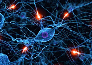 How Huntington's disease kills brain cells