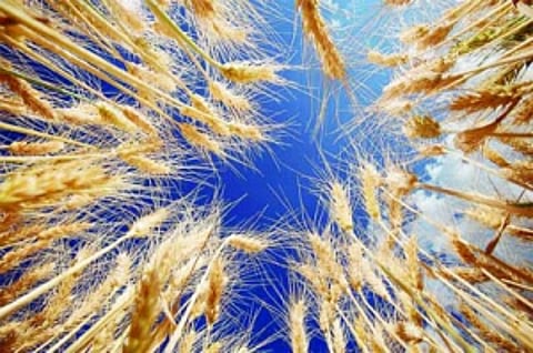 Bread wheat's genetic code cracked