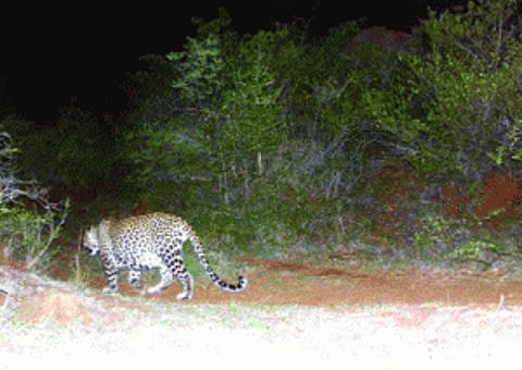 leopards' scare in Chennai suburb