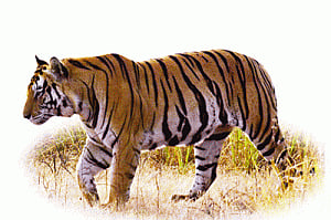 Roving eye in the sky to protect tigers