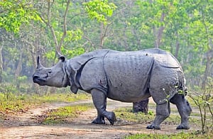 Again, one-horned rhino killed in Kaziranga Park