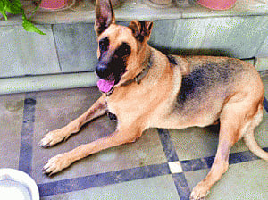 Pet canine doesn't give lurking snake a dog's chance