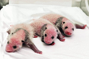 Panda creates record: Delivers first triplets of the world