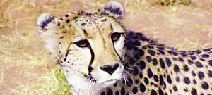 Gujarat eyes cheetahs from Namibia