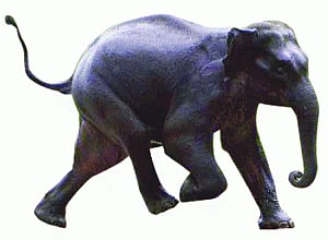 Born free, let jumbos move free!