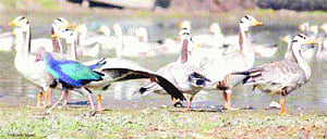 J&K birds in turmoil