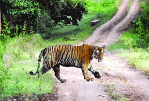 Coming soon: Third tiger reserve in Kerala