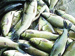 Goa wants longer fishing ban across coast