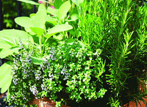 Herb gardens get the (green) thumbs up