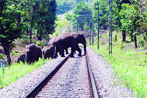 Govt puts brakes on trains in jumbo zones