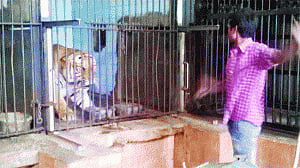 Delhi zoo has a tiger by the tail