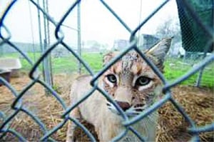 Guidelines issued on seized animals' care