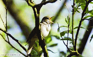 Fireworks nightmare for birds