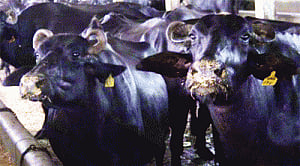 Crack down on Oxytocin supply for milk yield soon