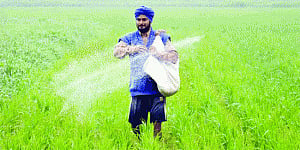 Govt mulling partial decontrol of urea prices