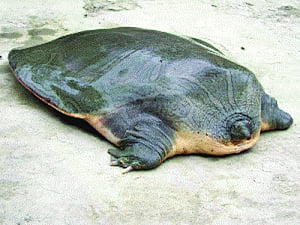275 tortoises seized from train in Bihar