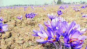 Saffron Valley