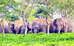 Experts for jumbo corridors in SE Asia