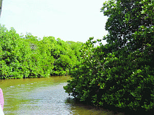 No damage in areas guarded by mangroves