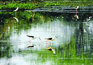 Flying, flying, flown: Birds' bye-bye to Okhla