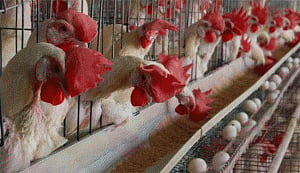 Tamil Nadu bans poultry from Kerala
