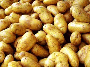 Potato production falls 2.3 pc in 2013-14