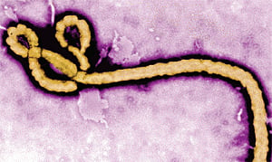 Ebola vaccine safe for use in Africa: study
