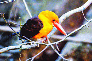 Bird's-eye view