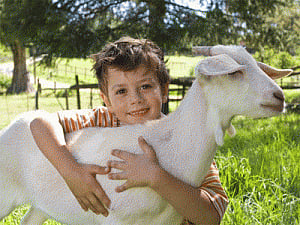 Farm dust can help protect kids against allergies, asthma