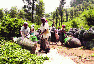 Workers' stir shatters peace of Kerala's tea country