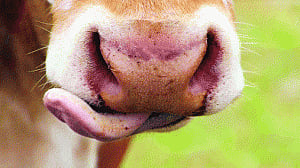 Meat ban fever spreads like wildfire as politics hots up