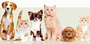 The curious case of pet adoption