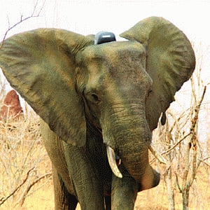 Govt to catch man-jumbo conflict by the collar