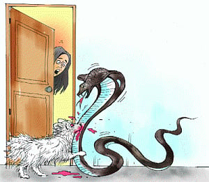 Dog saves owner from cobra, dies valiantly