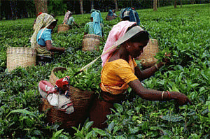 Pay 20 percent puja bonus: Gogoi to tea companies