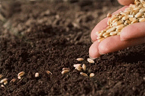 Rabi crops sown on 28.20 lakh hectares