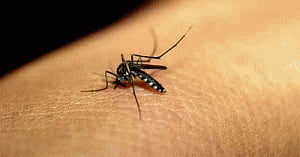 Taiwan reports more dengue cases
