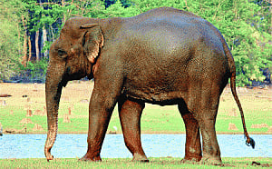 50% jumbos give up the ghost before their prime
