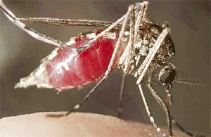 Taiwan launches digital map on dengue outbreak