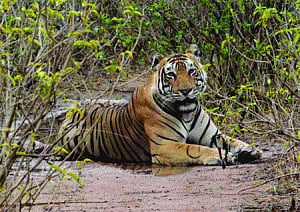 Tiger reserves have immense economic values: Study
