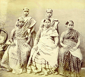 Sepia sutra